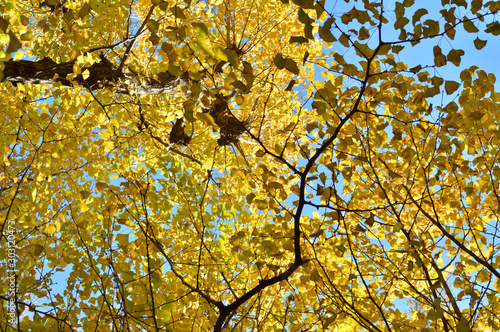 青空を背景として、黄葉したイチョウの樹の梢をローアングルで撮影した写真