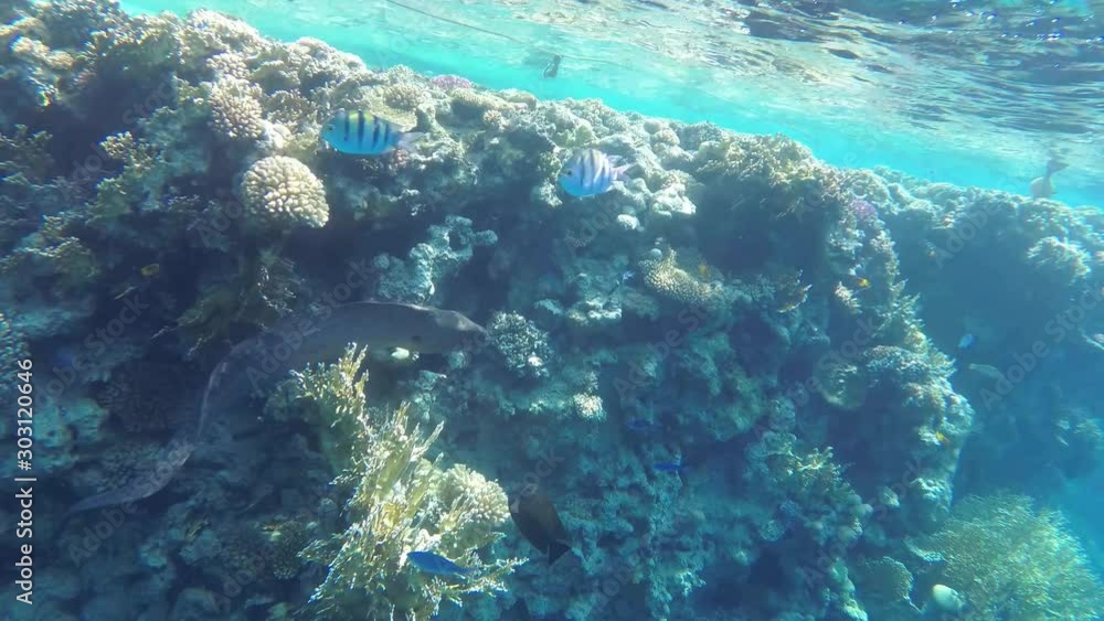 Moray eel in the coral reef, slow motion, UHD Moray eel in the coral reef, slow motion, UHD