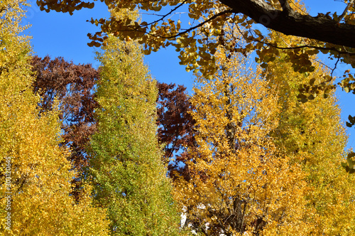 Fototapeta Naklejka Na Ścianę i Meble -  青空を背景にして、黄葉したイチョウの樹の並木を撮影した写真