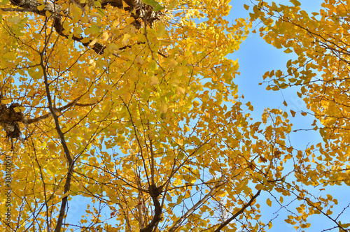 青空を背景にして、黄葉したイチョウの樹木の葉をローアングルで撮影した写真