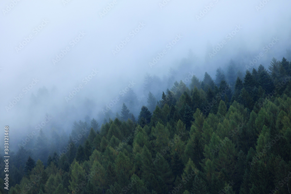 Mysterious Foggy Pine Forest at Morning