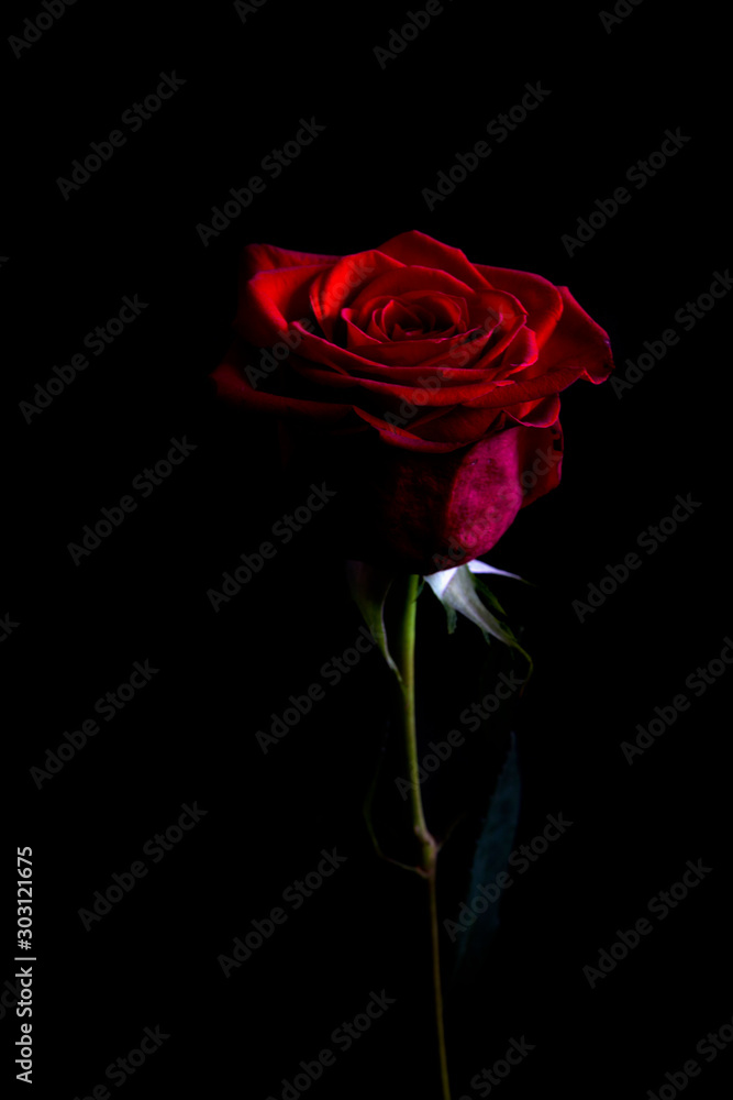 red rose on black background