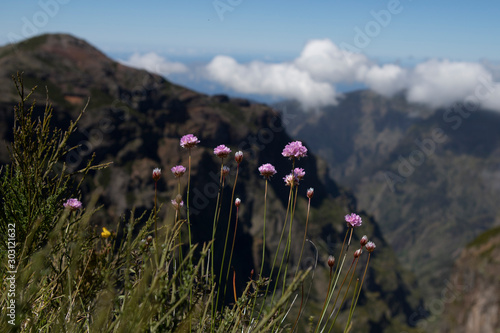 Madeira Bergaussicht mit blumen photo