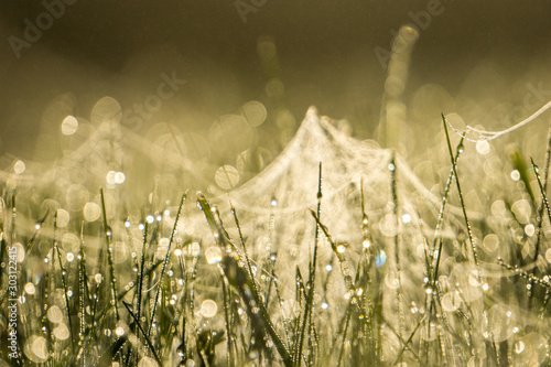 Photos early morning with spider nets and dew-drop