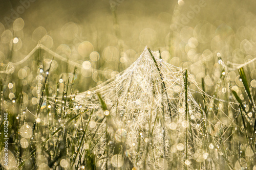 Photography early morning with spider nets and dew-drop