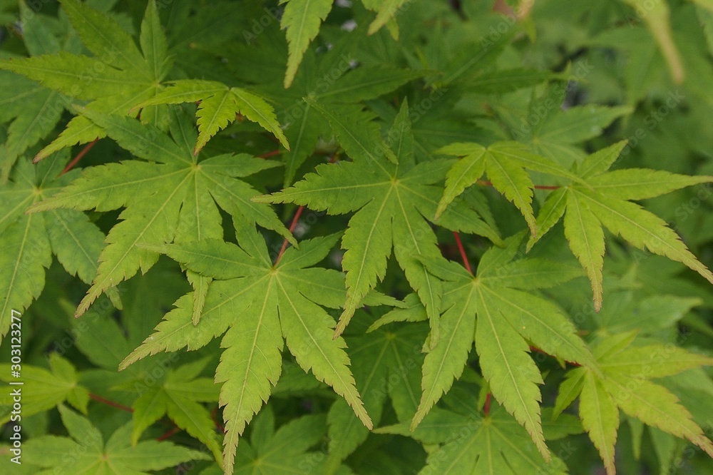 green leaves background green leaves background
