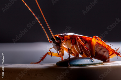 Canvas Print Close-up of animal red cockroach at night