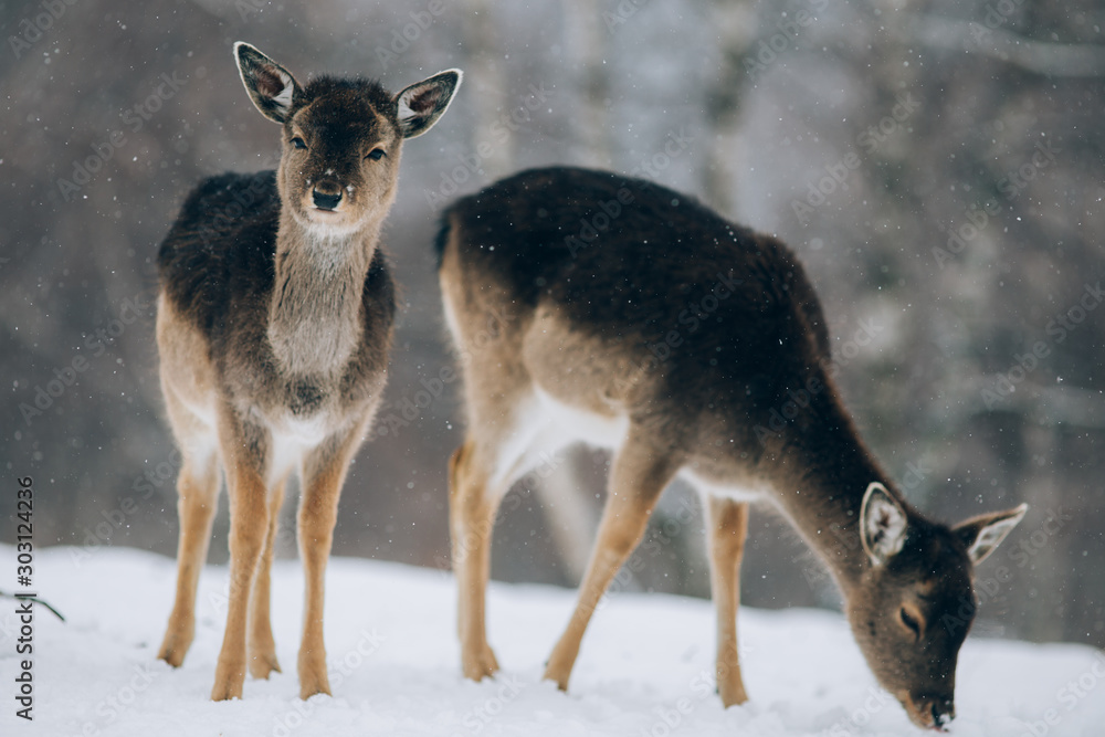 Fototapeta premium Beautiful deer in winter. 