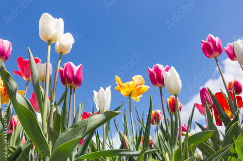 Dutch field with varicolored tulips on blue sky