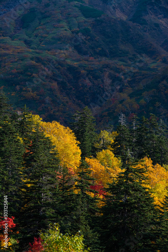カラフルに色づいた秋の森
