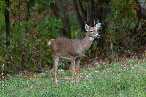 spike deer in field © Jason