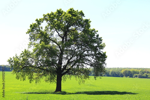 Beautiful tree with green leaves on green grass in summer