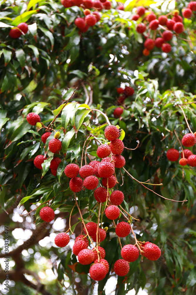 Fresh organic lychee fruit in the garden fruit. Litchi of Thailand.