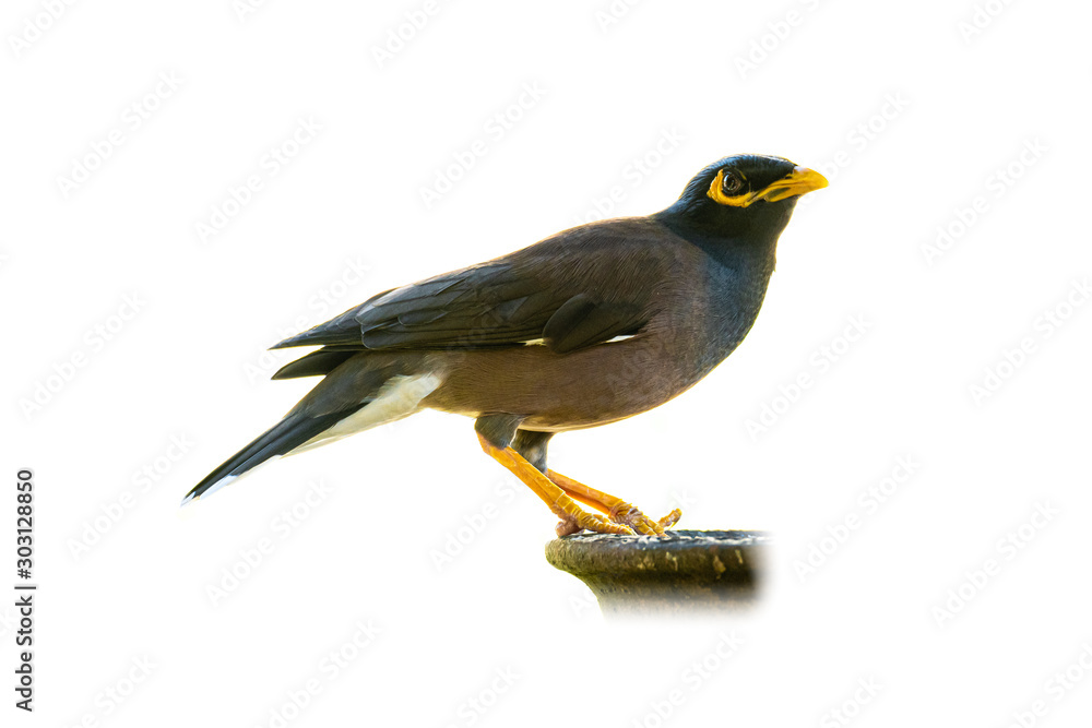 Fototapeta premium Common myna isolated on white background