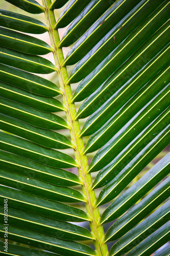 coconut leaves for background  Palm leaves for backdrop design art work or add text message. Tropical plant.