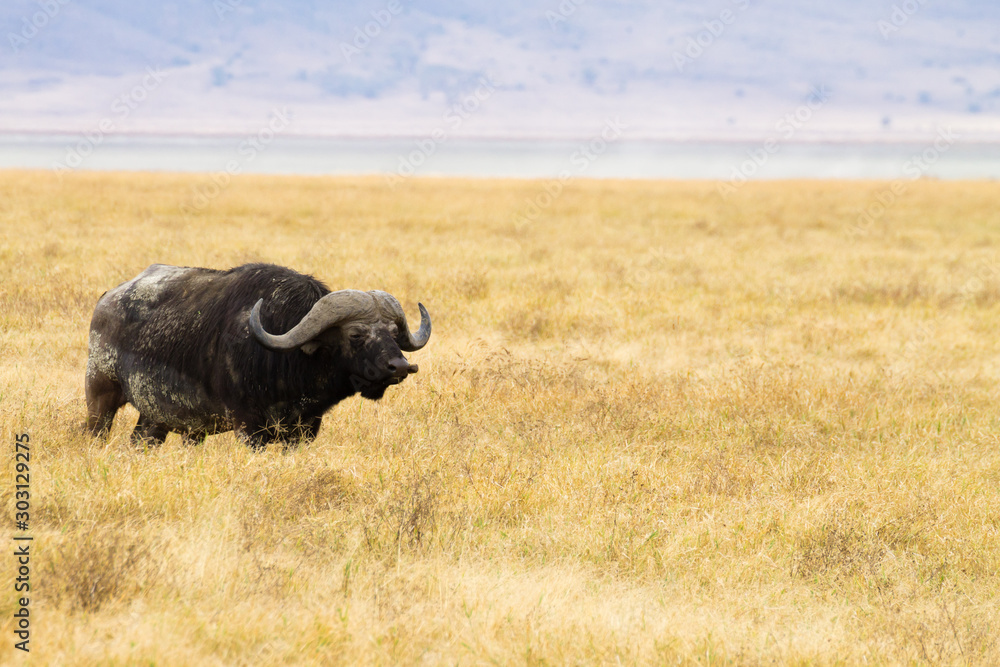 African buffalo close up. Ngorongoro Conservation Area crater, Tanzania