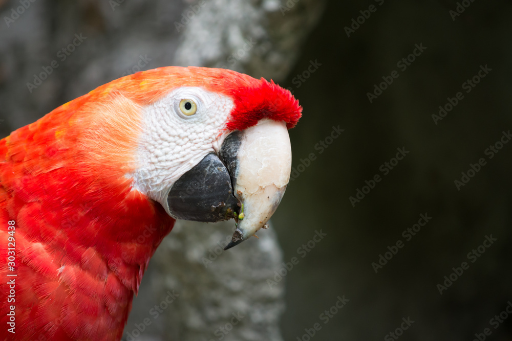 Close up of a red parrot, macaw species, with copy space