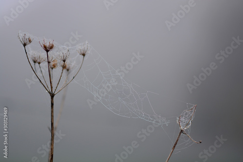 Spiderweb I