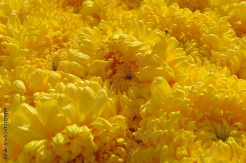 yellow chrysanthemum flowers as background © LauraV