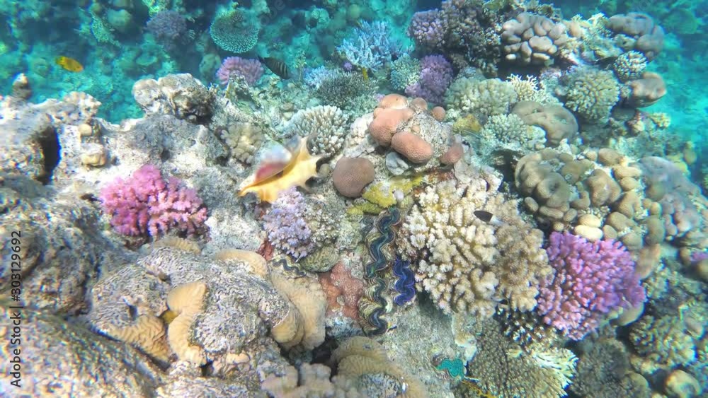 Fishes and seashells on coral reef, slow motion, UHD Fishes and seashells on coral reef, slow motion, UHD