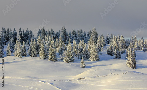 very beautiful winter landscape with fir trees