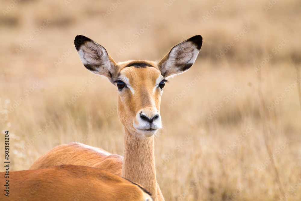 Antelope close up. Serengeti National Park, Tanzania, Africa Antelope close up. Serengeti National Park, Tanzania, Africa