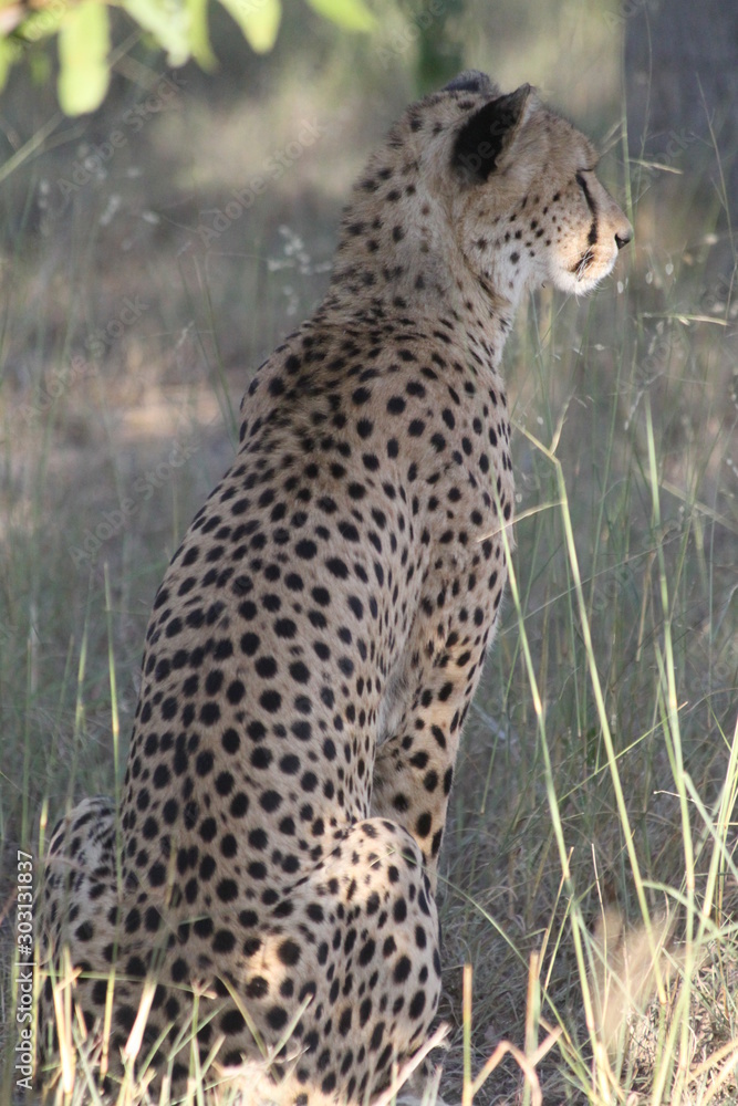 Naklejka premium Cheetah