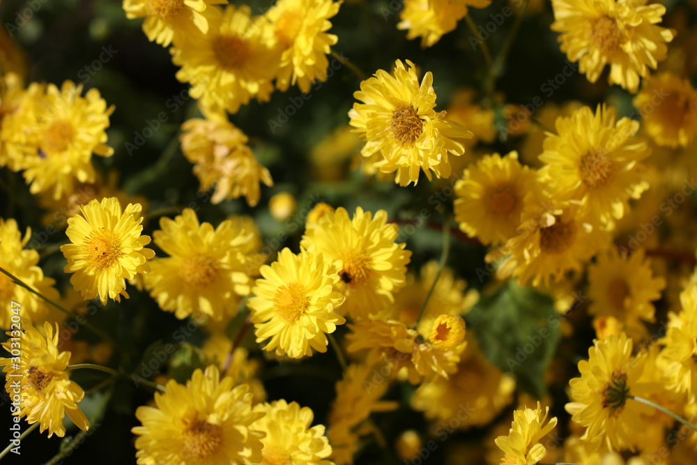 yellow flowers in the garden yellow flowers in the garden