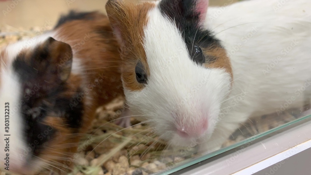 Two cute adorable guinea pigs in a cage at pet shop, they sniffing the air and running