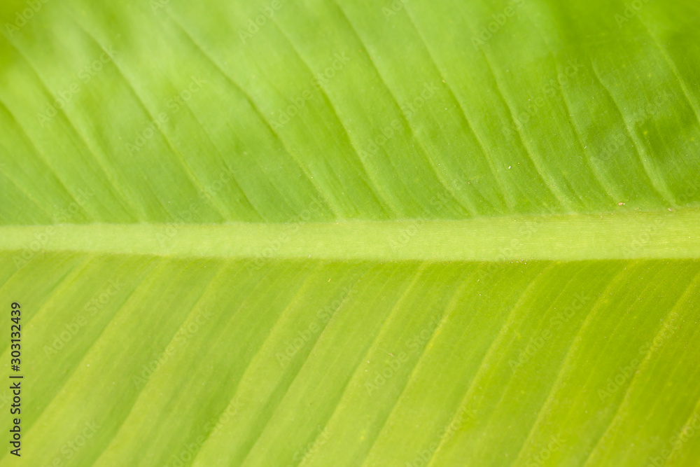 Fresh green leaf macro texture Fresh green leaf macro texture