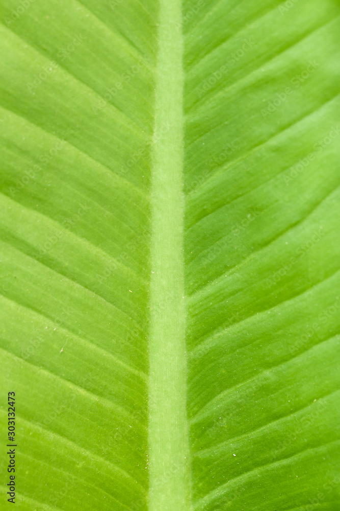 Fresh green leaf macro texture Fresh green leaf macro texture