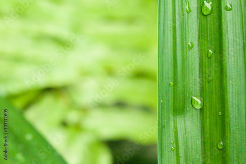 Close up rain drop on pandanus leaf