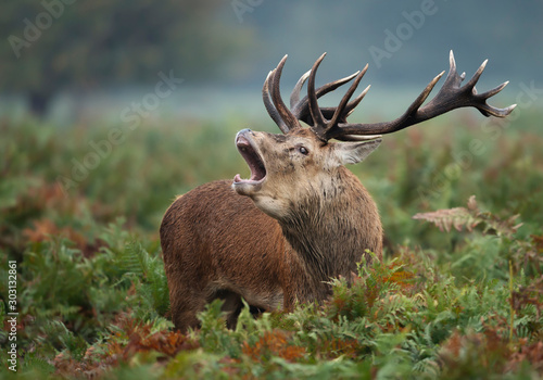 Red deer stag calling during rutting season in autumn photo