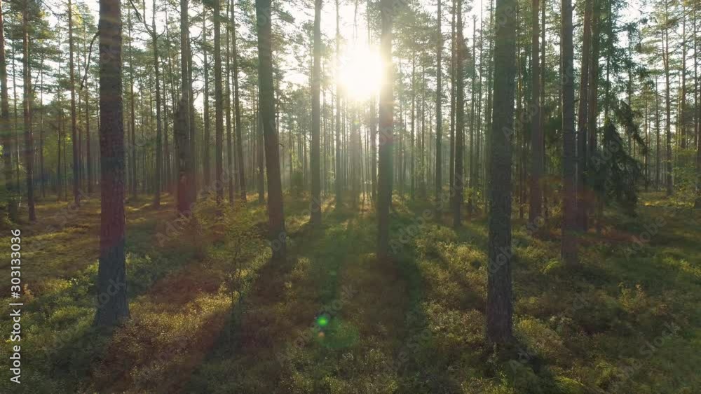 Moving close between tree trunks on sunny misty forest dolly shot backwards Moving close between tree trunks on sunny misty forest dolly shot backwards