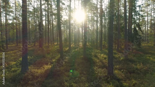 Wallpaper Mural Moving close between tree trunks on sunny misty forest dolly shot backwards Torontodigital.ca