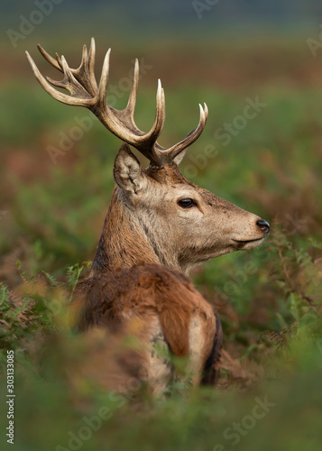 Close up of a young red deer in fern