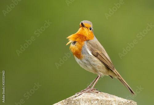 Close-up of an European Robin perching on a post