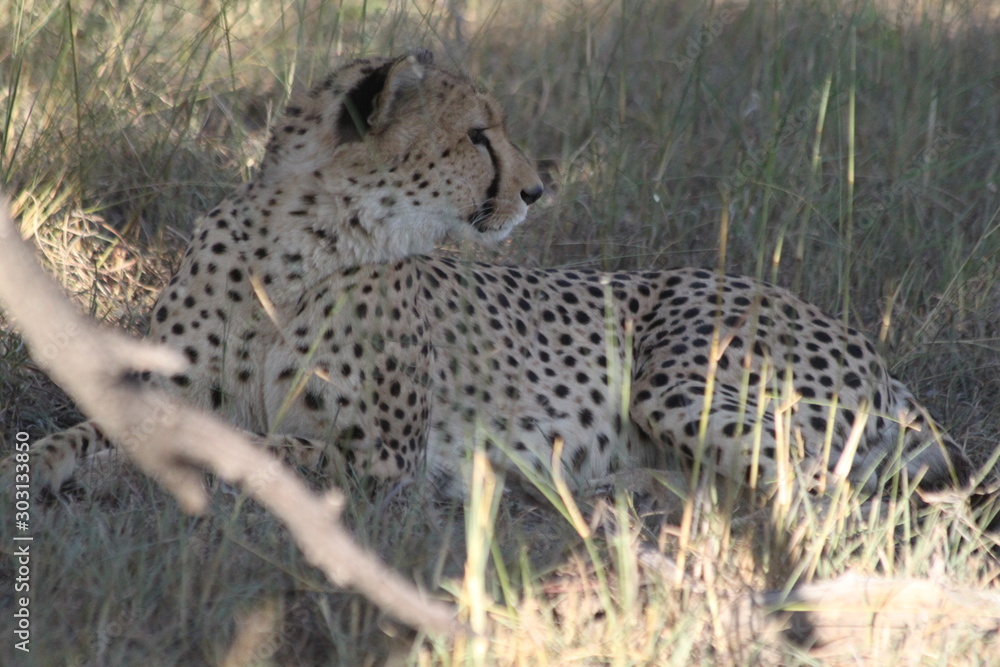 Naklejka premium Cheetah