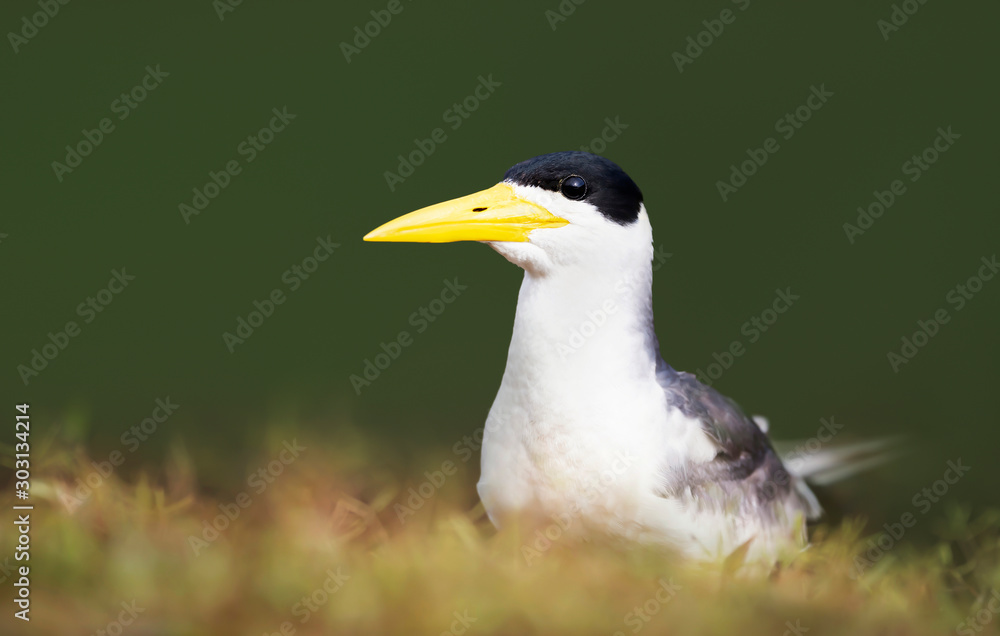 Close up of a Yellow-billed tern on a river bank Close up of a Yellow-billed tern on a river bank