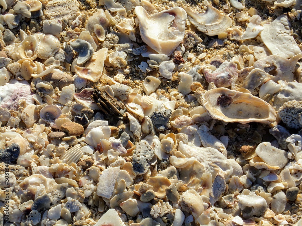 crushed shell beach close up