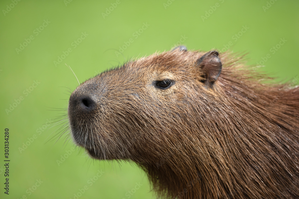 Close up of Capybara against green background Close up of Capybara against green background