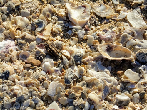 crushed shell beach close up © James