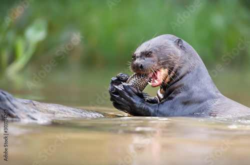 Close up of a giant otter eating fish photo