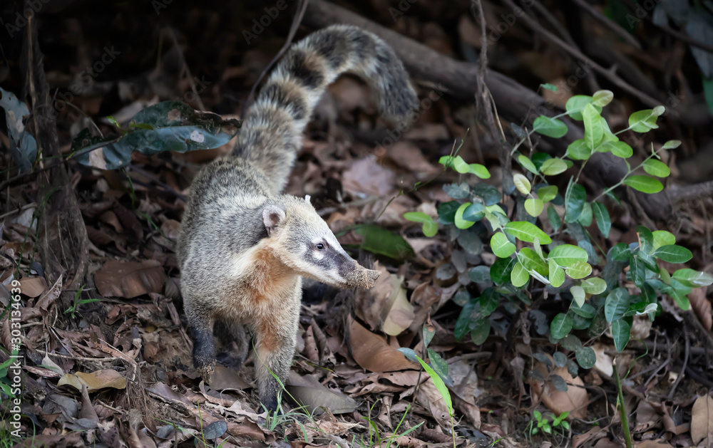 Obraz premium Close up of a South American coati