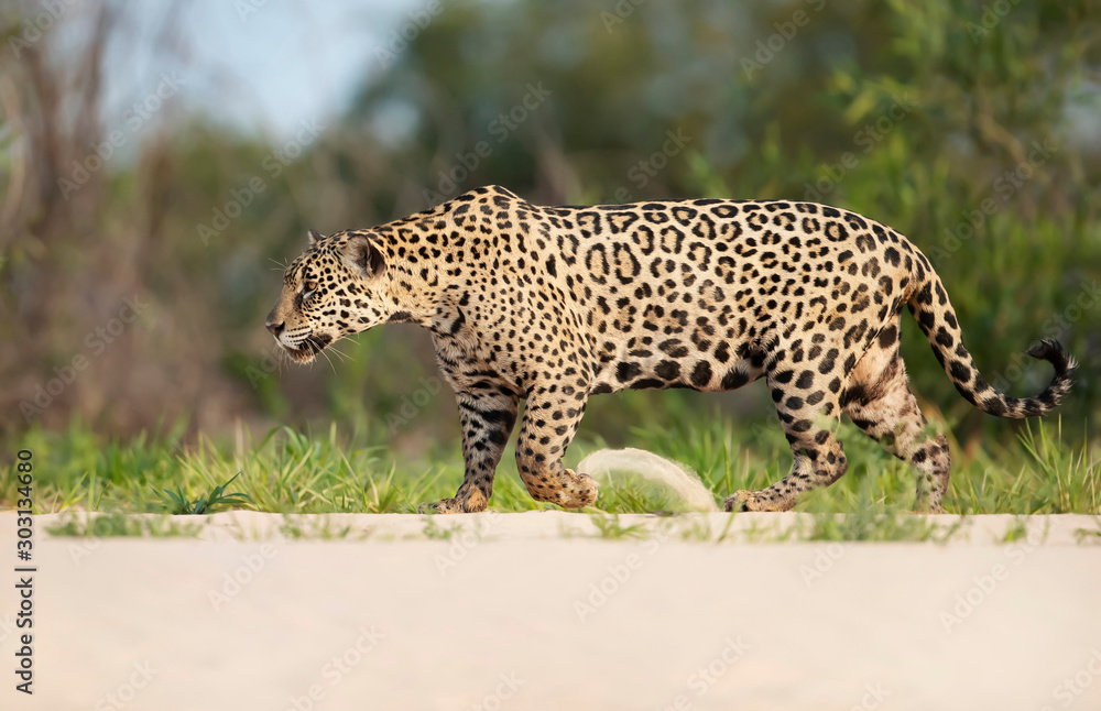 Naklejka premium Jaguar walking along the river bank