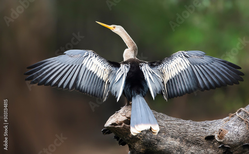 Photos Anhinga perched on a falling tree with wings and tail spread to dry