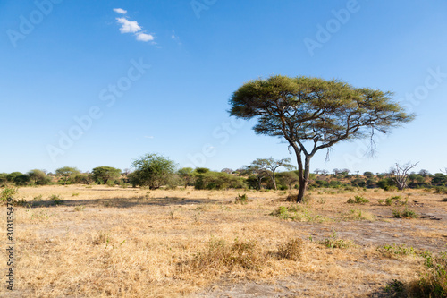 Tarangire National Park landscape, Tanzania, Africa