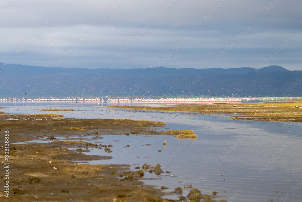 Flock of pink flamingos from Lake Manyara, Tanzania Flock of pink flamingos from Lake Manyara, Tanzania