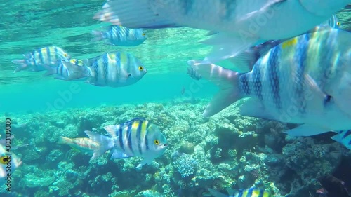 Picture of a beautiful underwater colorful fishes Sergeant Major (Abudefuf saxatilis) with corals. Slow motion, UHD photo