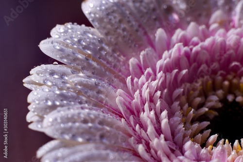 closeup of a flower with water drops
